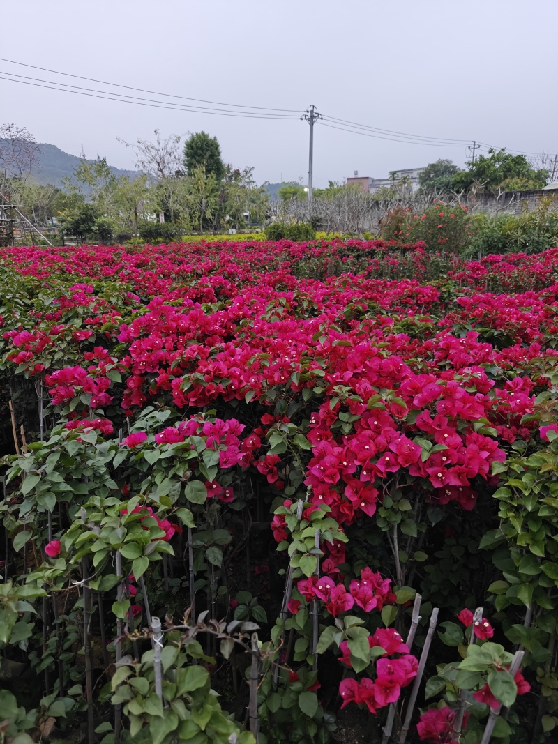 三角梅1米高，苗基地多种规格大量低价出售