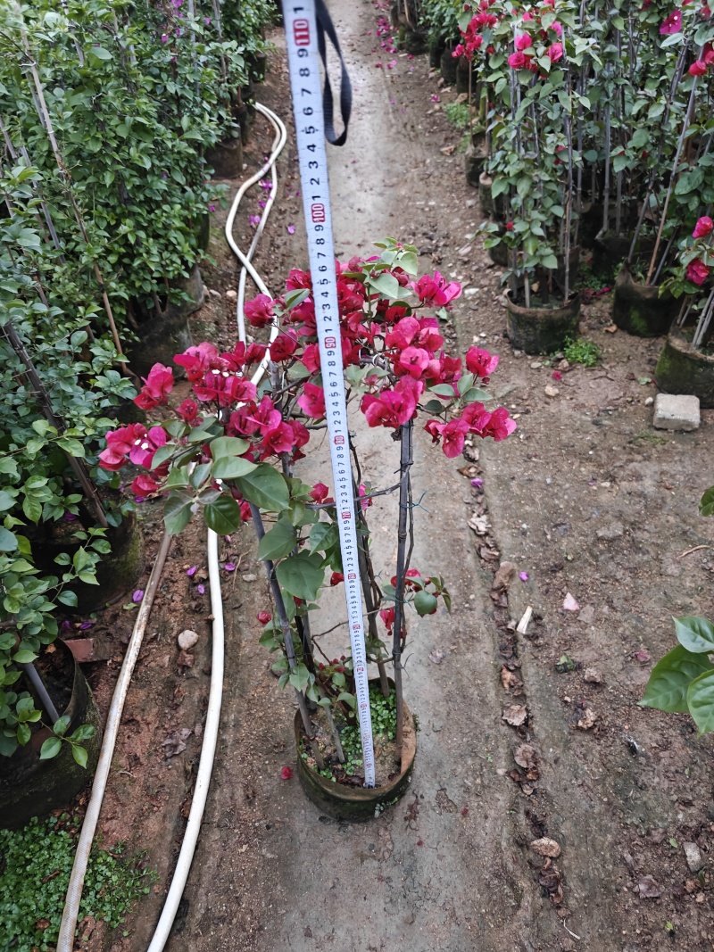 三角梅1米高，苗基地多种规格大量低价出售