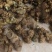 精选广西野生黄精/多花姜形甜黄精/九蒸九晒黄精/老虎姜