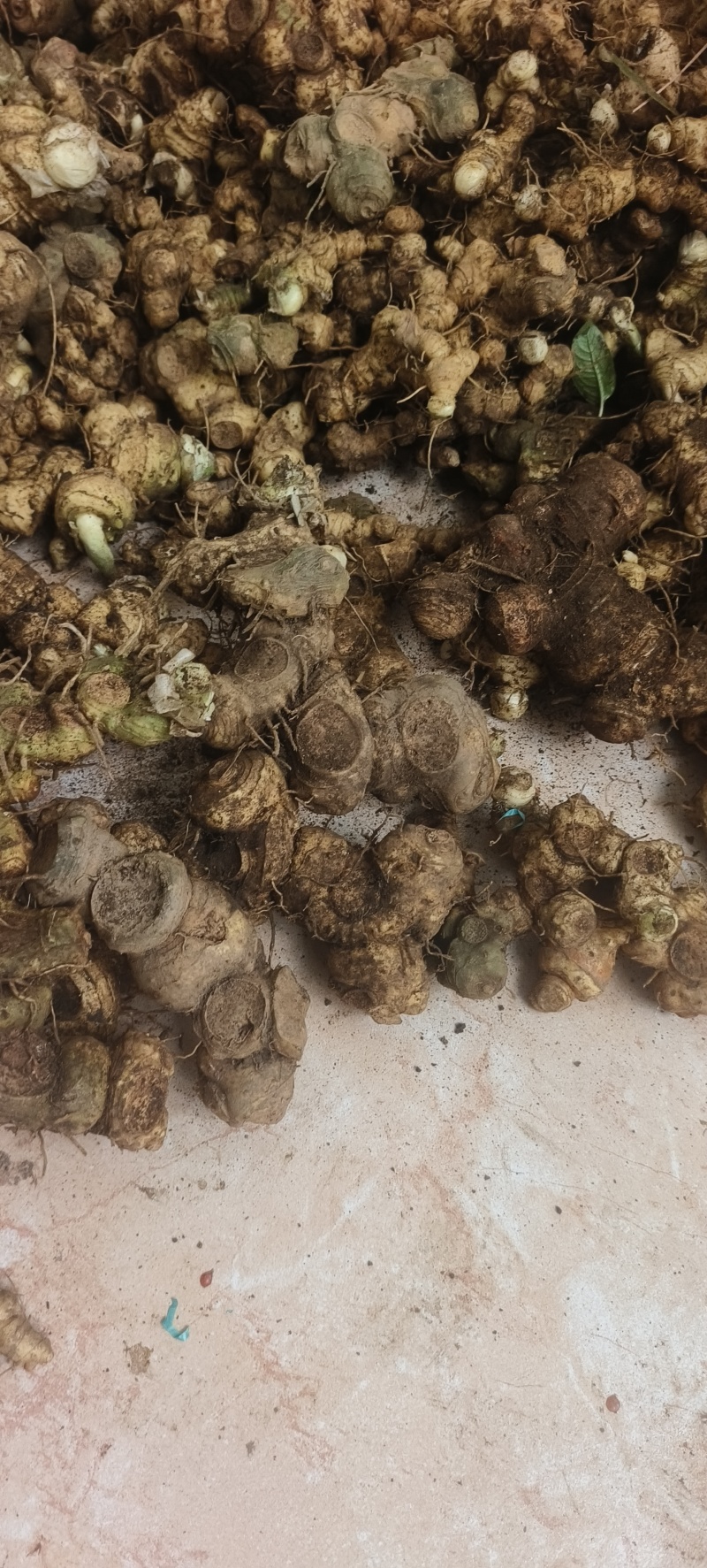 精选广西野生黄精/多花姜形甜黄精/九蒸九晒黄精/老虎姜