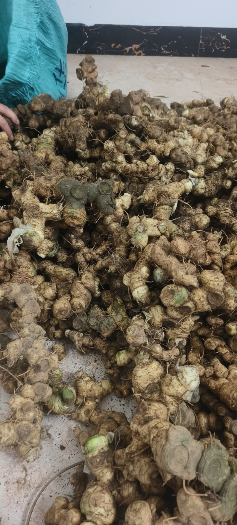 精选广西野生黄精/多花姜形甜黄精/九蒸九晒黄精/老虎姜