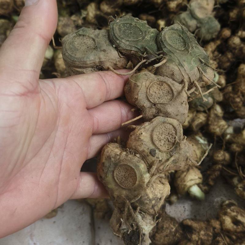 精选广西野生黄精/多花姜形甜黄精/九蒸九晒黄精/老虎姜