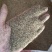 花生叶粉牛羊马鹿驴天然好草料***