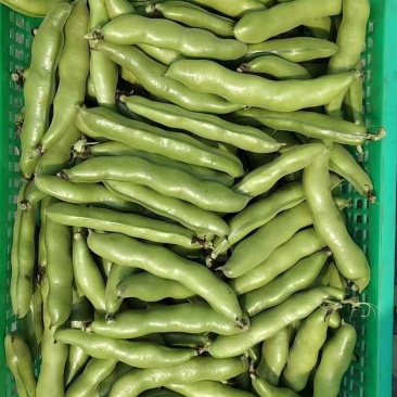 精品蚕豆大板豆
