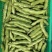 精品蚕豆大板豆
