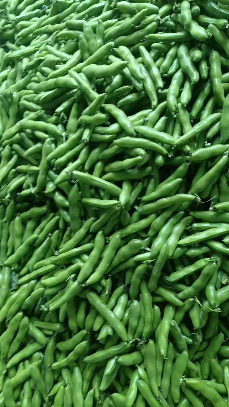 精品蚕豆大板豆