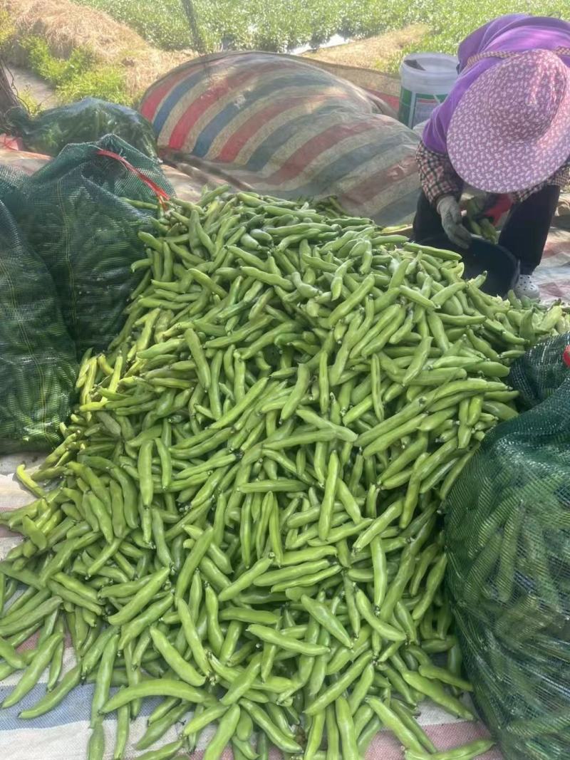精品蚕豆大板豆
