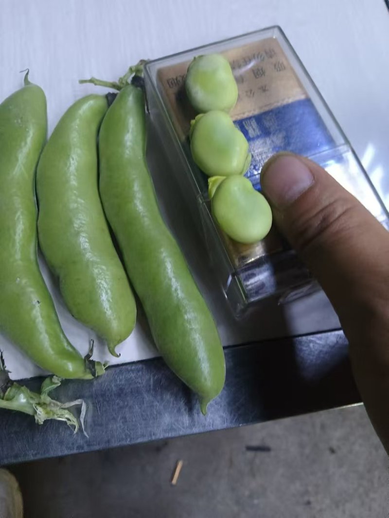精品蚕豆大板豆