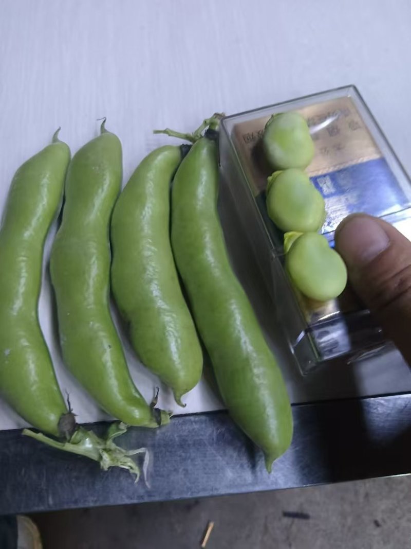 精品蚕豆大板豆