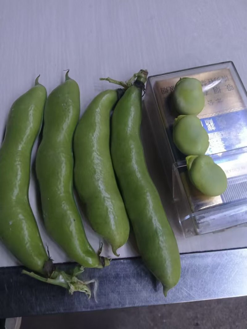 精品蚕豆大板豆