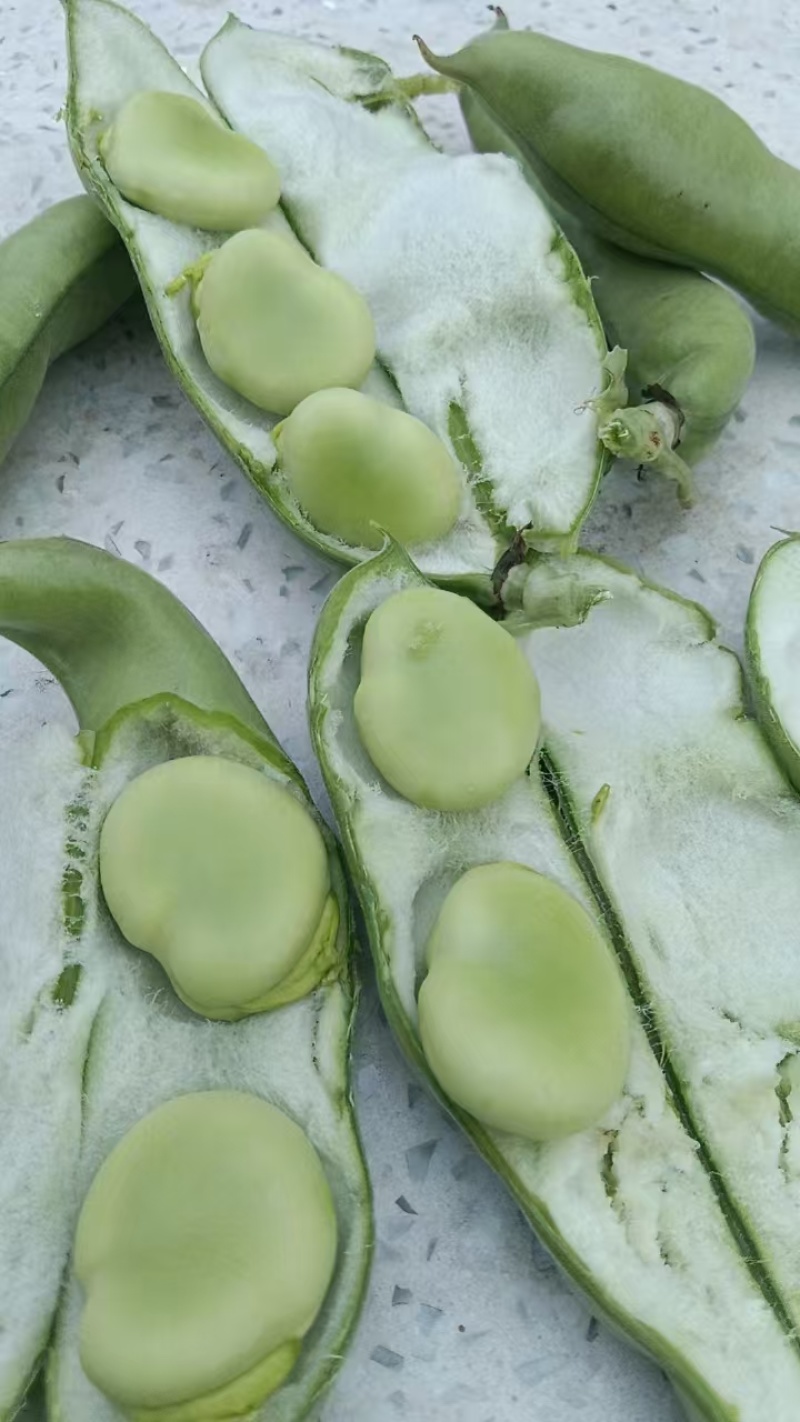 精品蚕豆大板豆