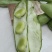 精品蚕豆大板豆