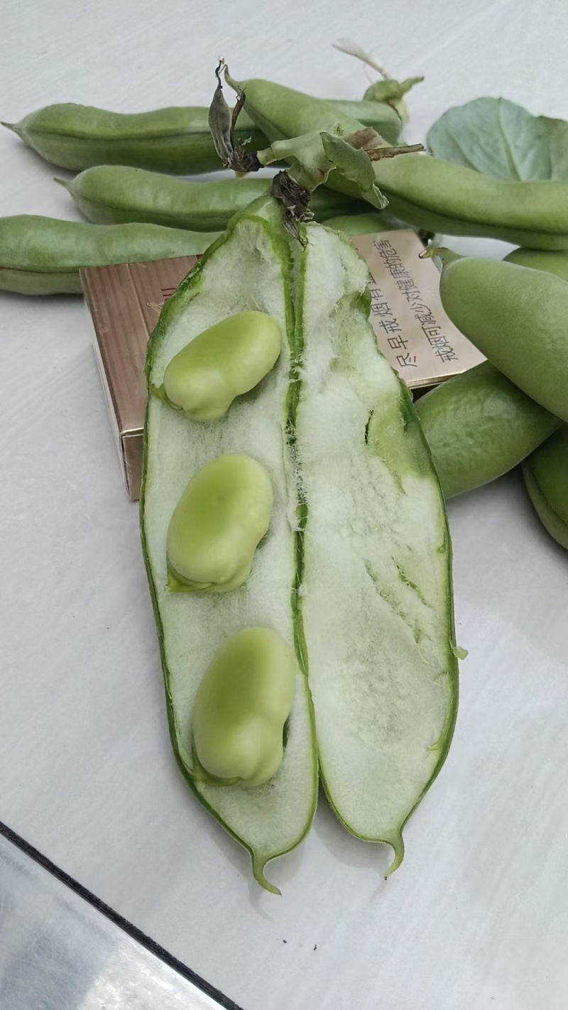 精品蚕豆大板豆