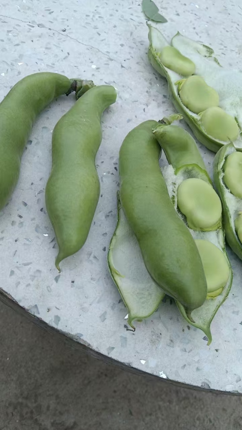 精品蚕豆大板豆