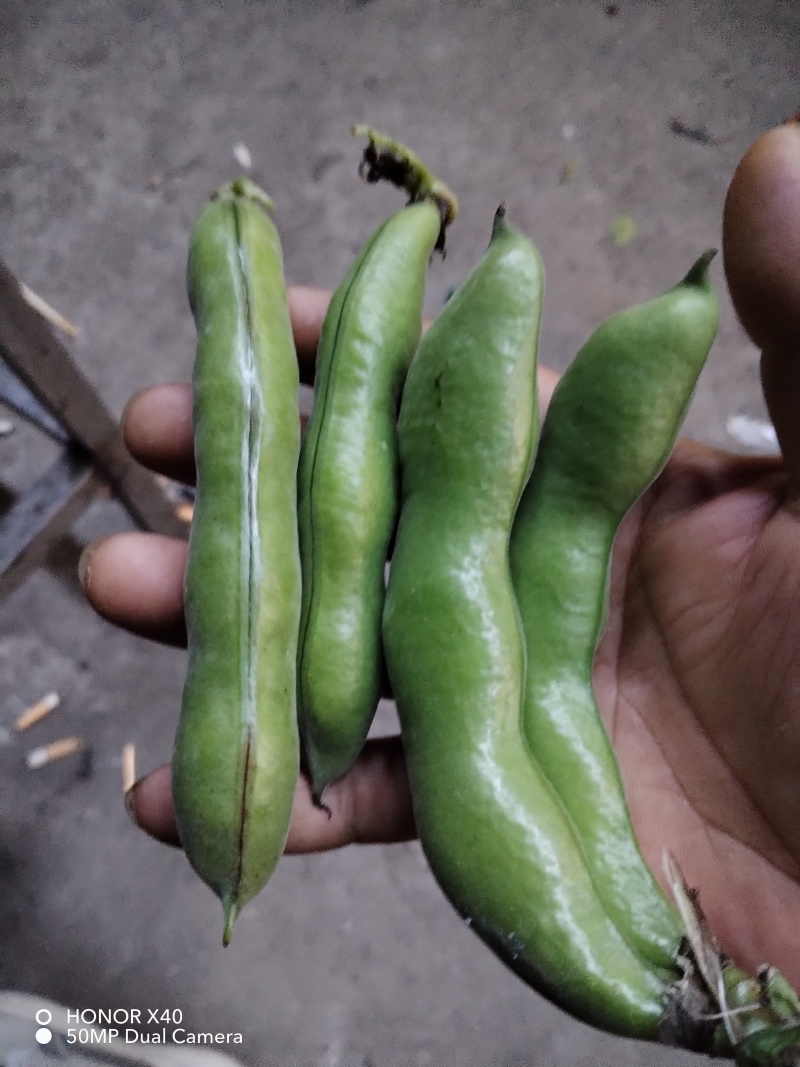 精品蚕豆大板豆