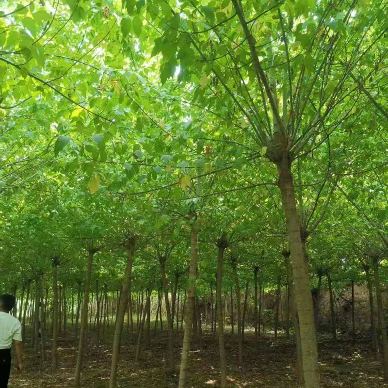 金叶复叶槭10-20公分
