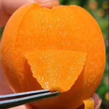 新鲜大五星枇杷