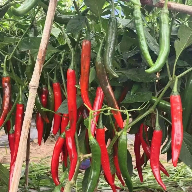 基地红美人椒种子大果海花红辣椒种子香辣耐裂果