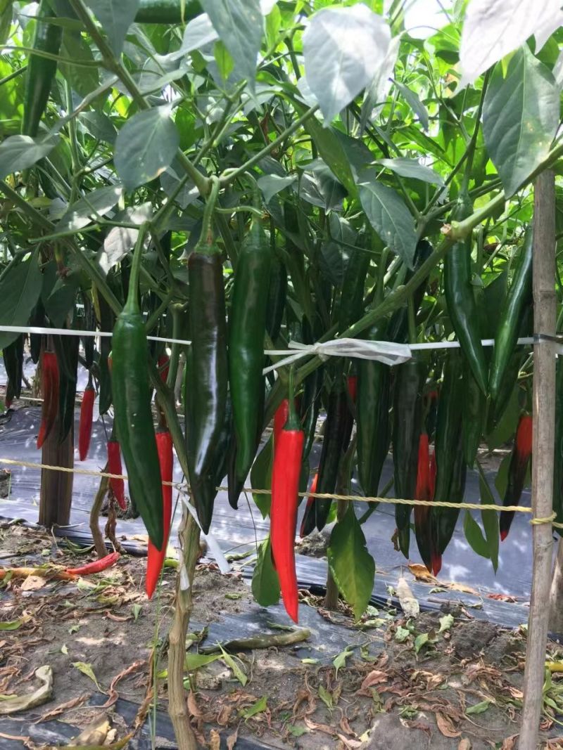 基地红美人椒种子大果海花红辣椒种子香辣耐裂果