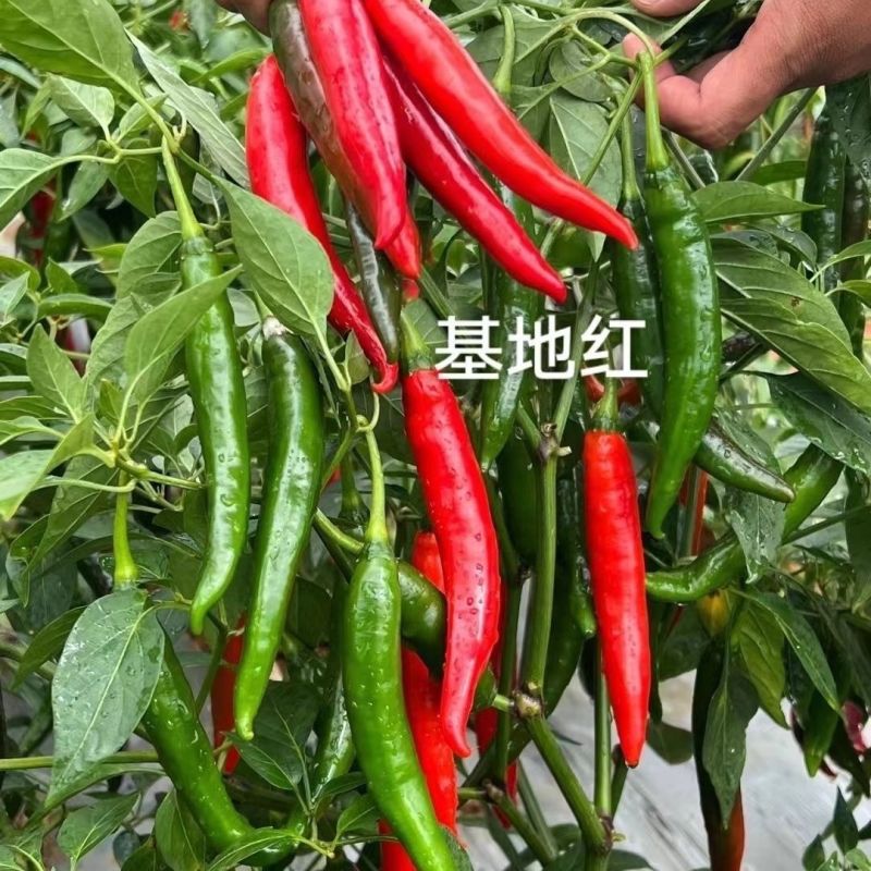 基地红美人椒种子大果海花红辣椒种子香辣耐裂果