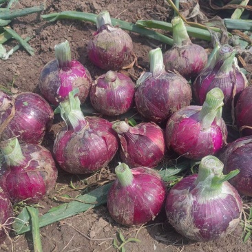 万亩蔬菜基地紫皮红葱大量供应