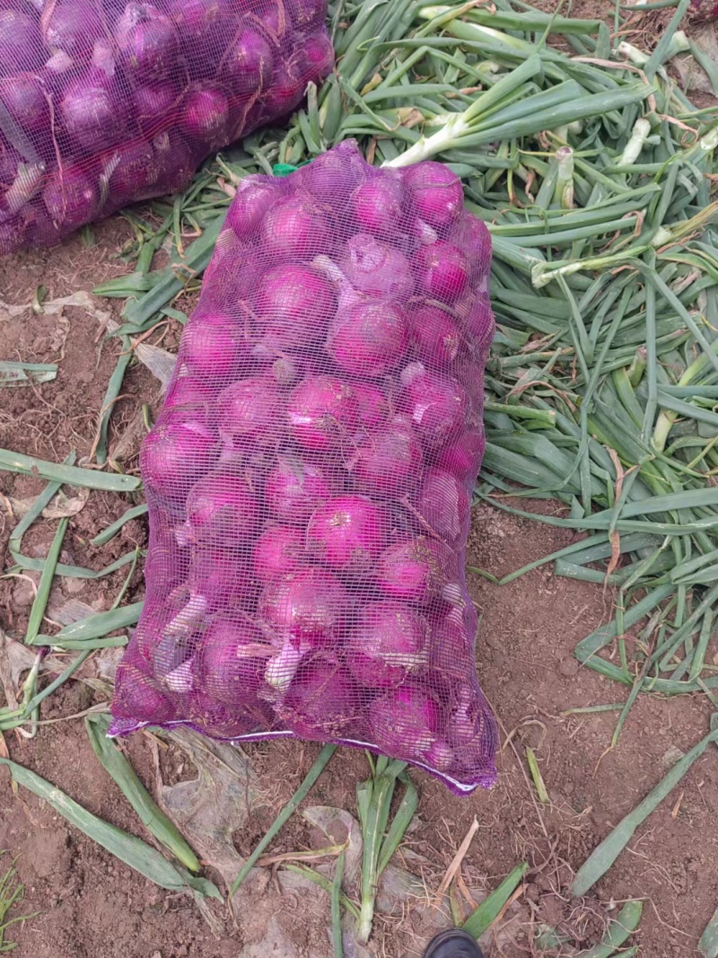 万亩蔬菜基地紫皮红葱大量供应