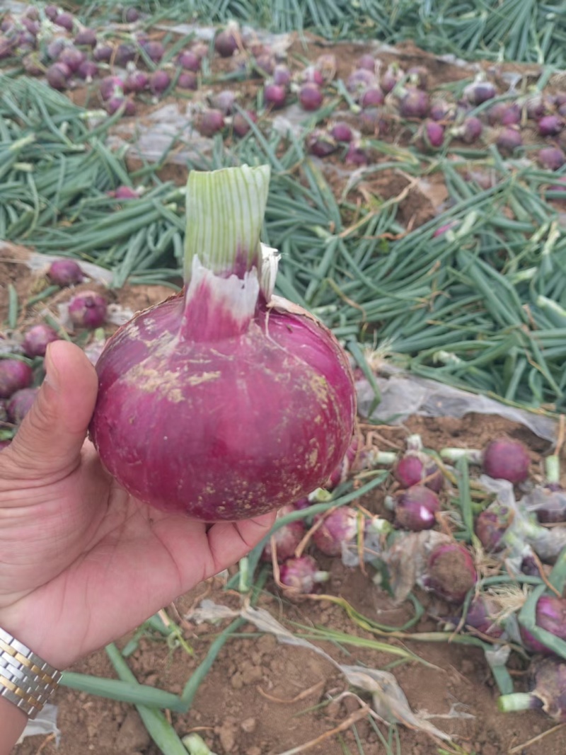 万亩蔬菜基地紫皮红葱大量供应
