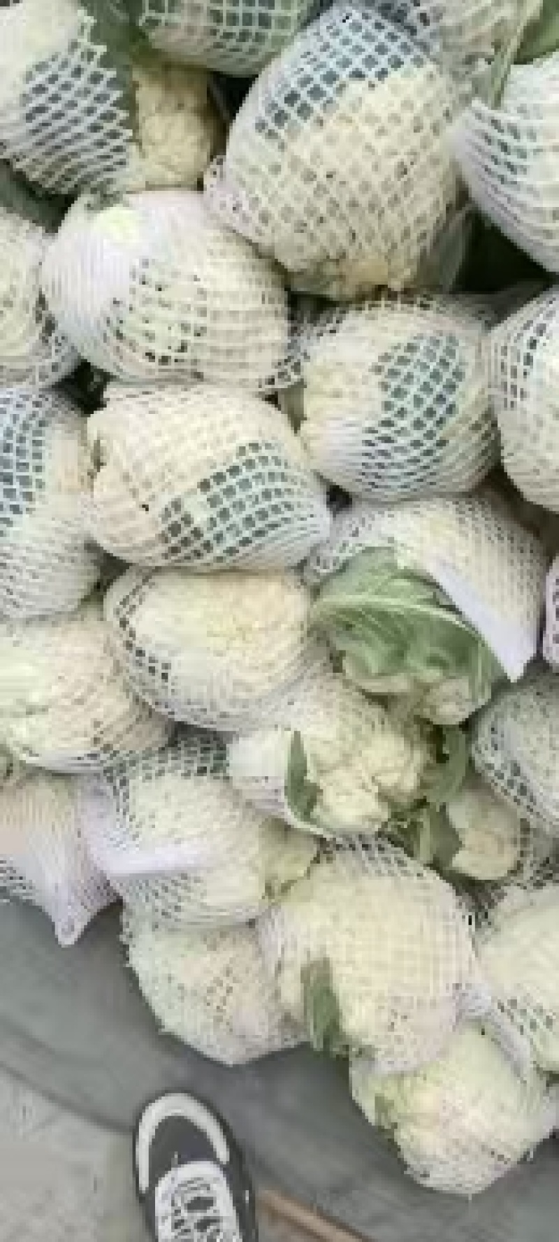 精品松花菜菜花花菜有机花菜白面青梗小米粒量大