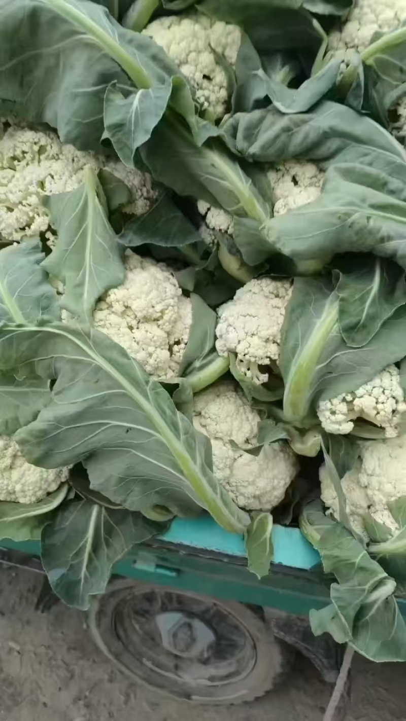 精品松花菜菜花花菜有机花菜白面青梗小米粒量大