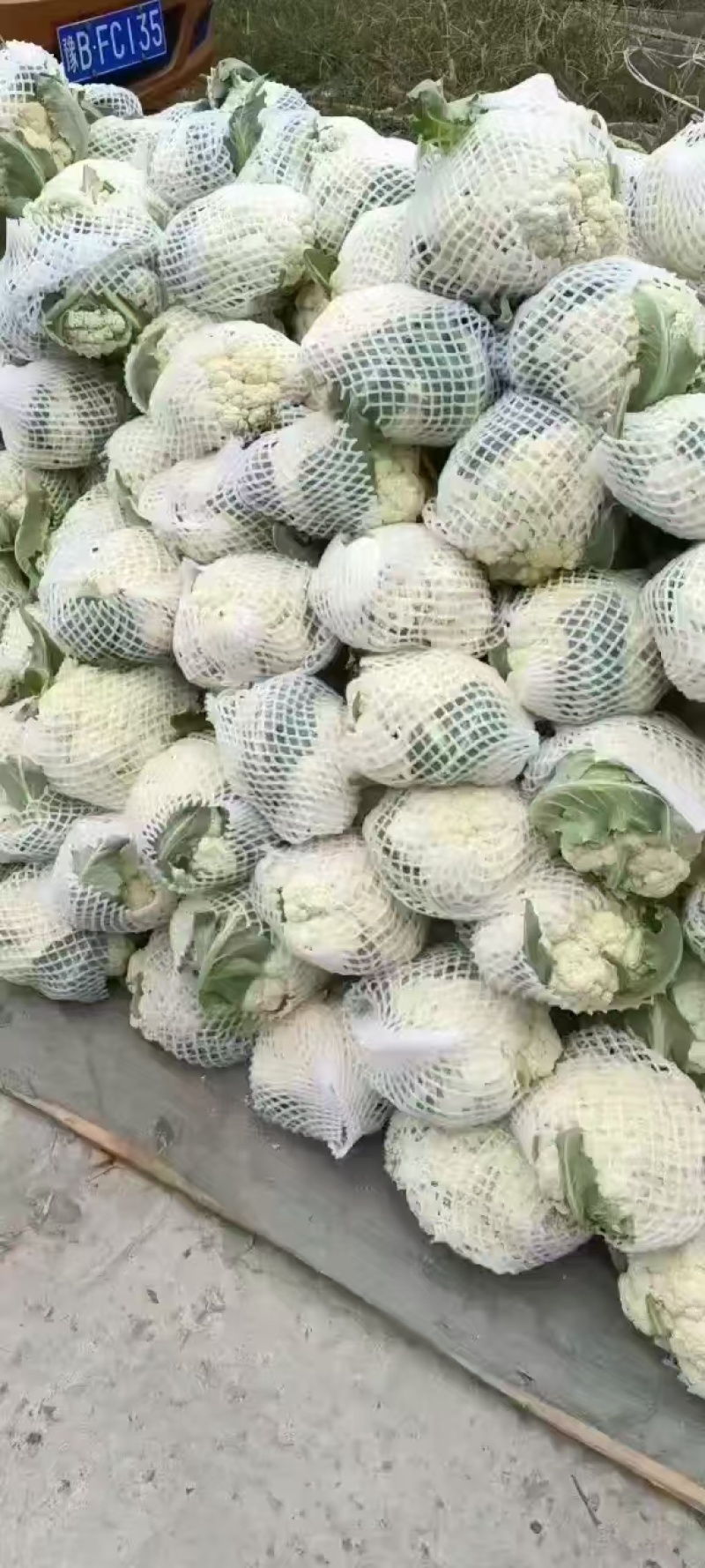 精品松花菜菜花花菜有机花菜白面青梗小米粒量大