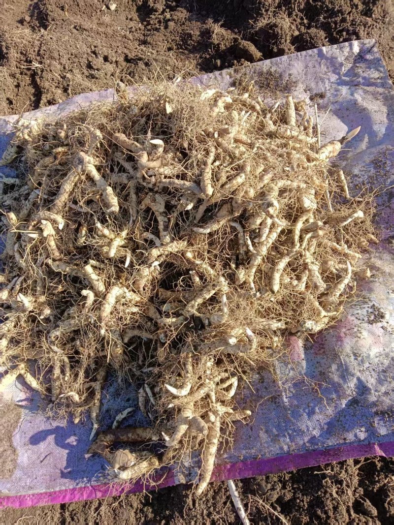 鸡头黄精三到三种苗