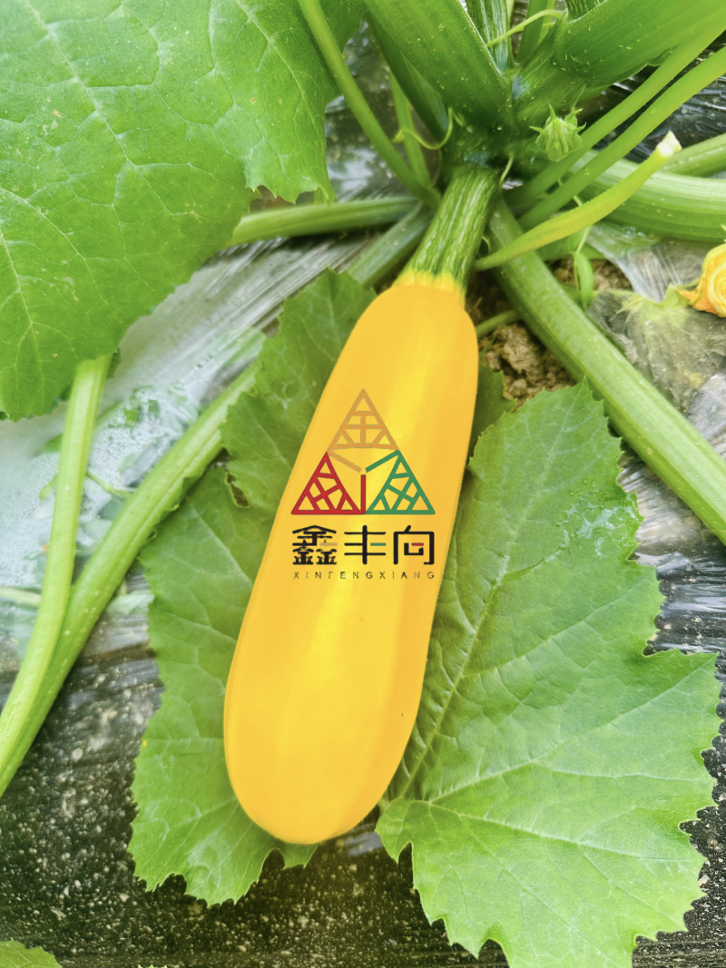 多福水果西葫芦种子黄色油亮香蕉西葫芦种子春秋菜瓜种籽茭瓜