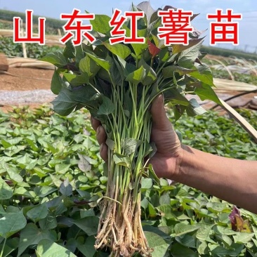 红薯苗，板栗薯.济薯26.商薯19.白心蜜薯.紫薯