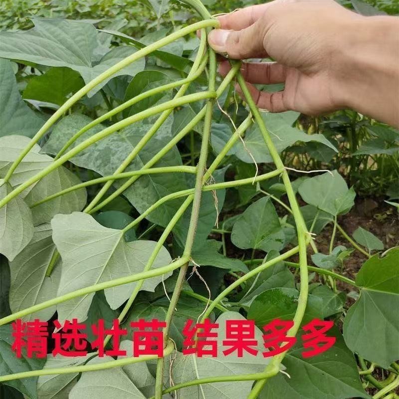 红薯苗，板栗薯.济薯26.商薯19.白心蜜薯.紫薯