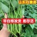 红薯苗，板栗薯.济薯26.商薯19.白心蜜薯.紫薯