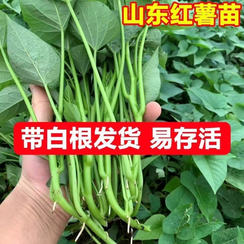 红薯苗，板栗薯.济薯26.商薯19.白心蜜薯.紫薯