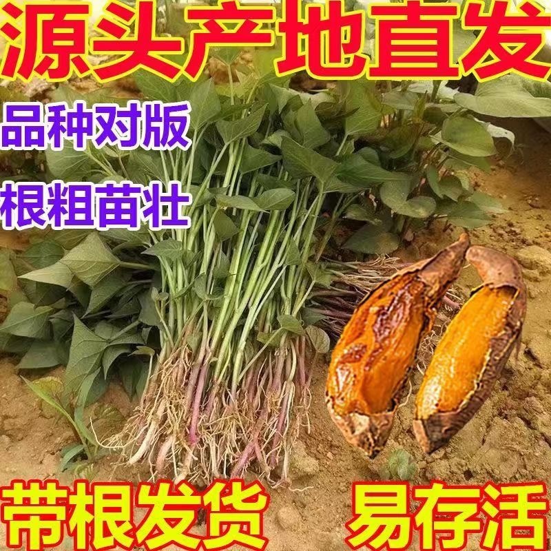 红薯苗，板栗薯.济薯26.商薯19.白心蜜薯.紫薯