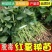 红薯苗，板栗薯.济薯26.商薯19.白心蜜薯.紫薯