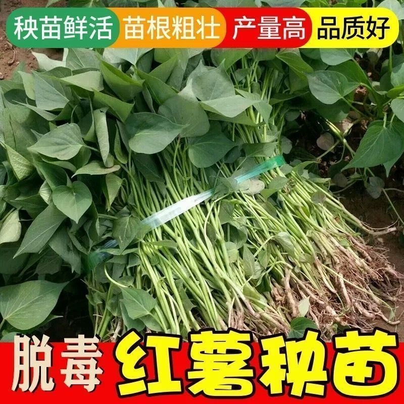 红薯苗，板栗薯.济薯26.商薯19.白心蜜薯.紫薯