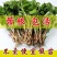 红薯苗，板栗薯.济薯26.商薯19.白心蜜薯.紫薯