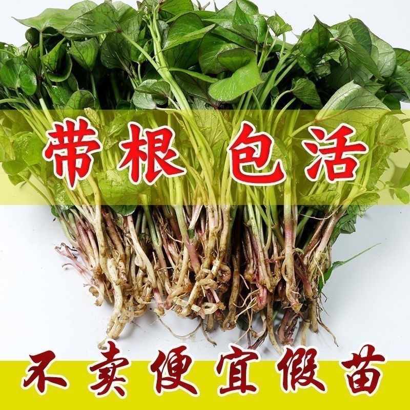 红薯苗，板栗薯.济薯26.商薯19.白心蜜薯.紫薯