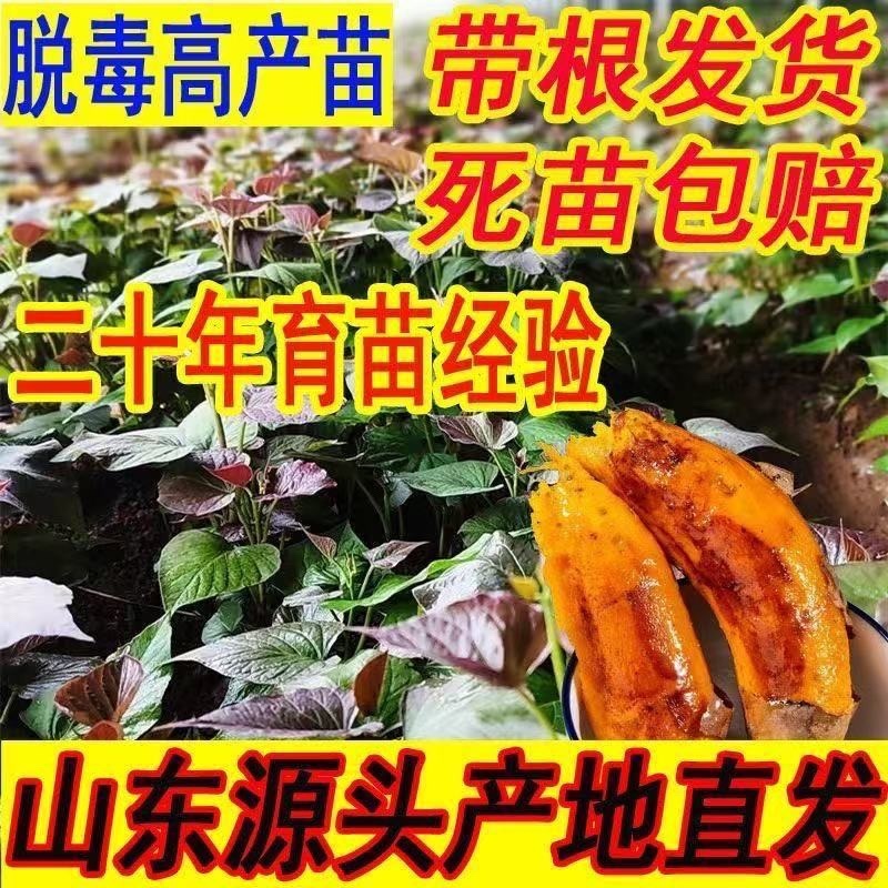 红薯苗，板栗薯.济薯26.商薯19.白心蜜薯.紫薯