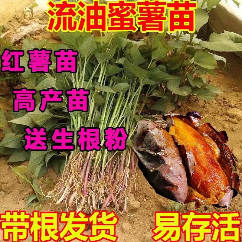 红薯苗，板栗薯.济薯26.商薯19.白心蜜薯.紫薯