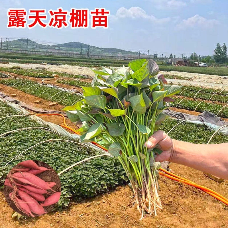 红薯苗，板栗薯.济薯26.商薯19.白心蜜薯.紫薯