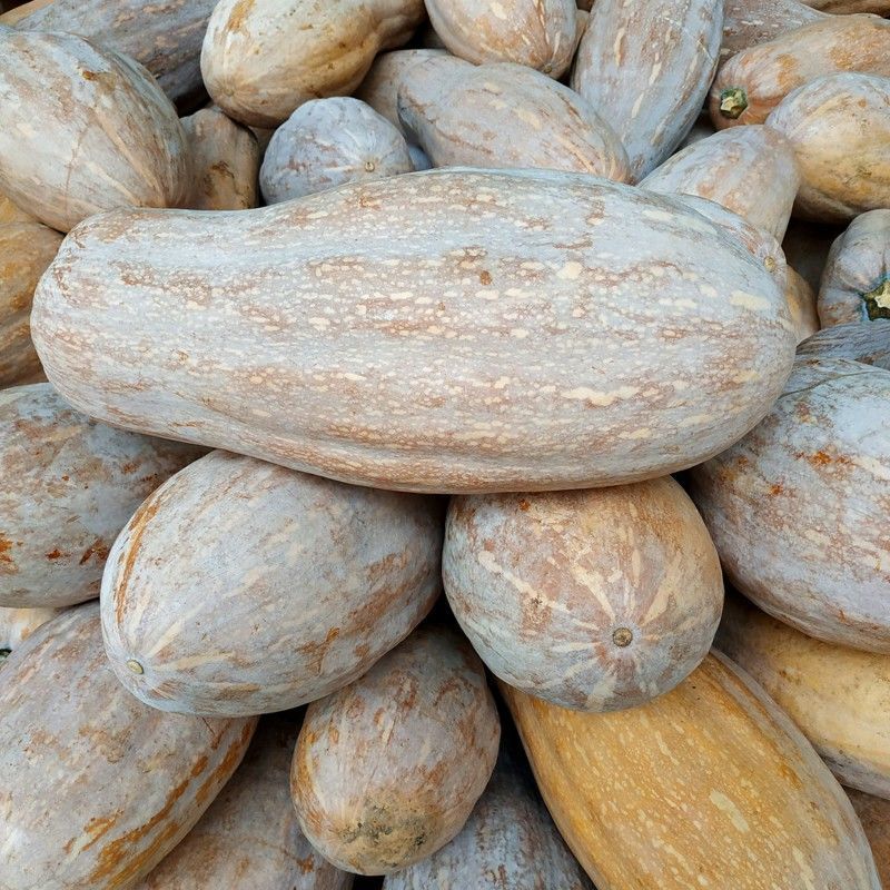小王子杂交一代中熟南瓜种子果肉橙红粉面细腻味甜硬度高长
