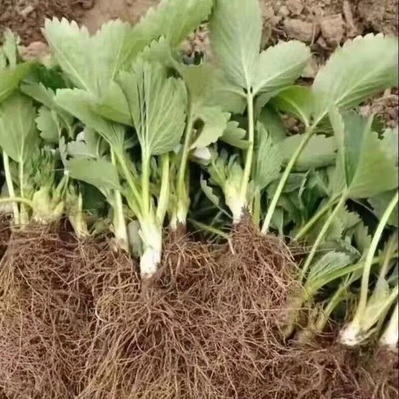 红颜草莓苗，基地大量供应，发往全国各地大中小种植基地手上