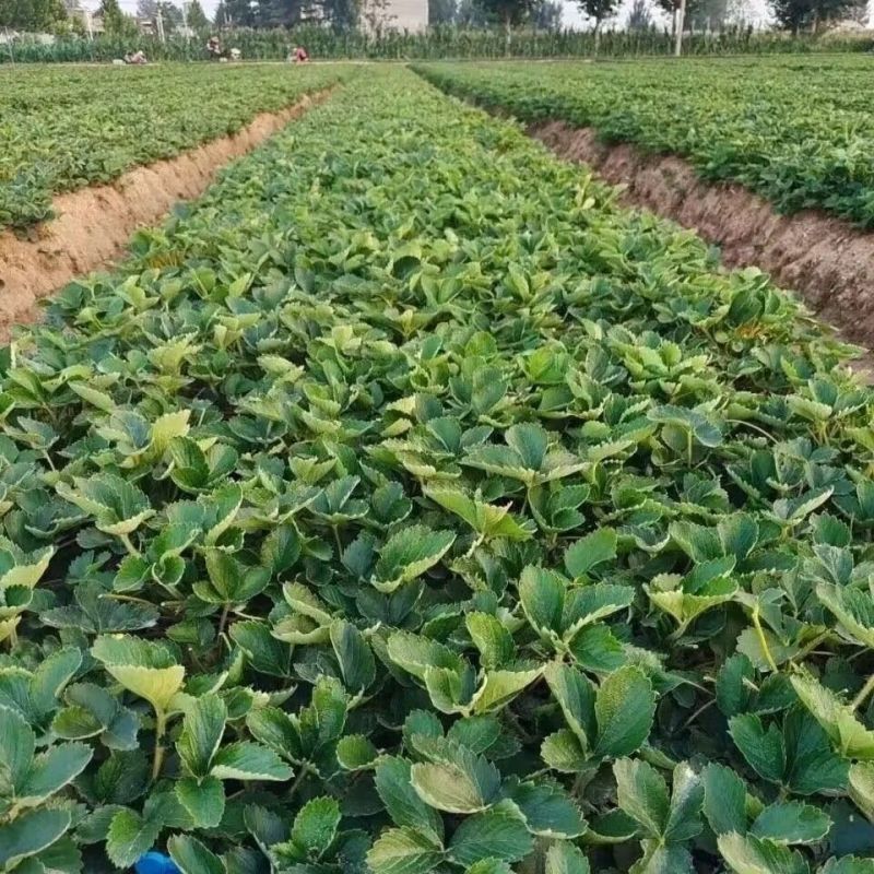 红颜草莓苗，基地大量供应，发往全国各地大中小种植基地手上