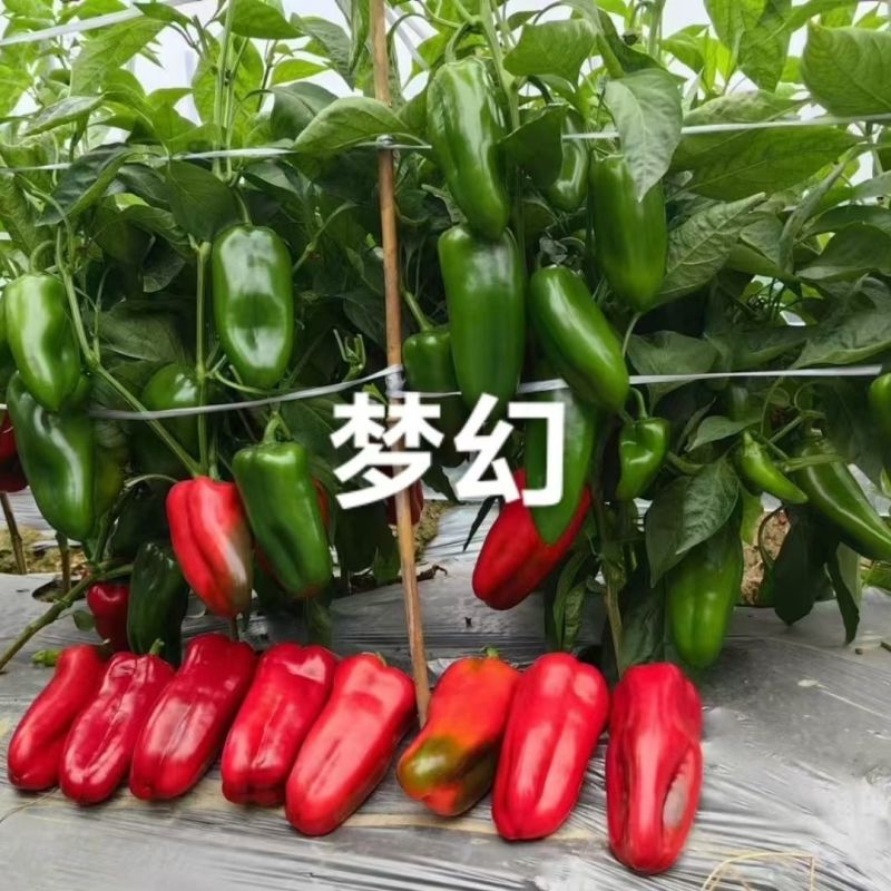 华渝梦幻红辣椒种子长圆锥形甜椒种子大果红尖椒大红泡椒
