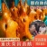 荣昌卤鹅地标网红产品源头工厂抖音快手拼多多爆品