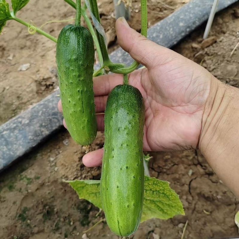 渤园808水果黄瓜种子强雌早熟短棒绿肉清香脆甜节节有瓜